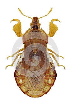 Bug Phymata crassipes