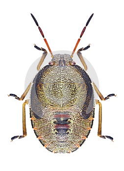 Bug Piezodorus lituratus larva photo