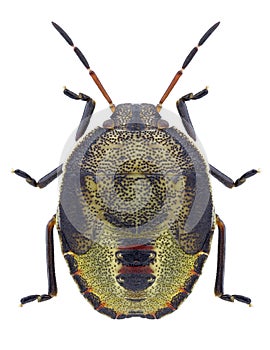Bug Piezodorus lituratus photo