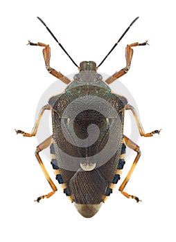 Bug Pinthaeus sanguinipes