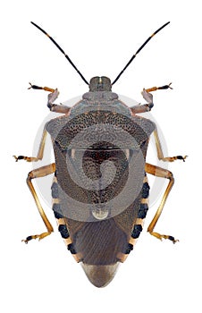 Bug Pinthaeus sanguinipes