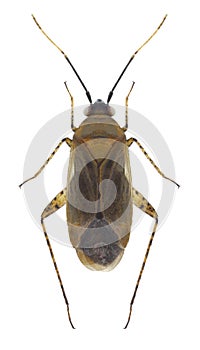 Bug Plagiognathus arbustorum