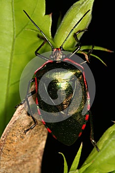 Bug on plants