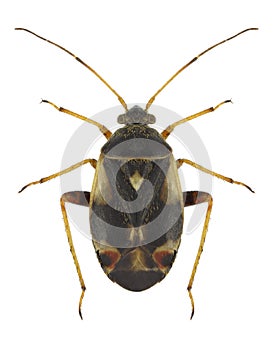Bug Polymerus brevicornis