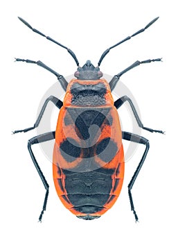 Bug Pyrrhocoris apterus