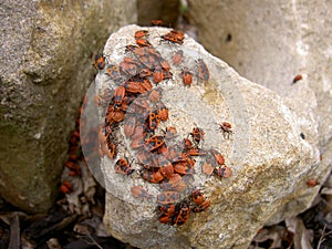 Bug pyrrhocoris apterus in group on stone