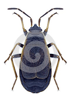 Bug Pyrrhocoris marginatus