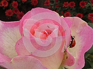 A bug of red, yellow, white and black colors, mainly with black spots on the main light background photo