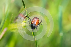 Bug resting on the grass leaf