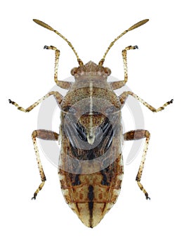 Bug Rhopalus distinctus
