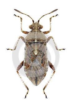 Bug Rhopalus distinctus