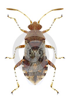 Bug Rhopalus subrufus