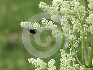 Bug on the rhubarb