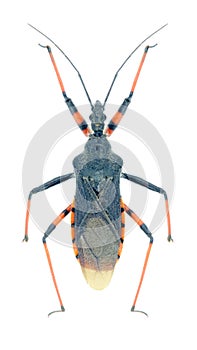 Bug Rhynocoris annulatus