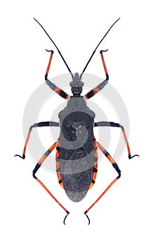Bug Rhynocoris annulatus