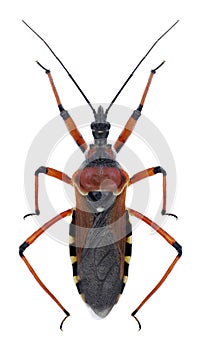 Bug Rhynocoris iracundus
