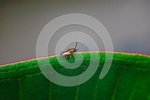 Bug on rim leaf