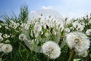 Bug`s eye view of a field of dandelions in spring