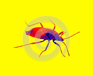 Bug in scientific high-tech thermal imager photo