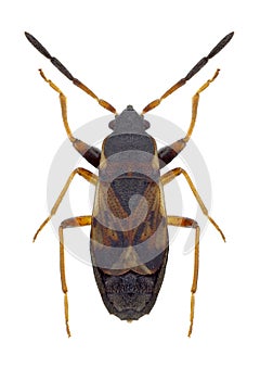 Bug Scolopostethus thomsoni