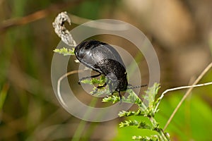 Bug sits on a leaf. Insecta Coleoptera Chrysomelidae Galeruca tanaceti female, summer day in natural environment