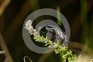 Bug sits on a leaf. Insecta Coleoptera Chrysomelidae Galeruca tanaceti female, summer day in natural environment