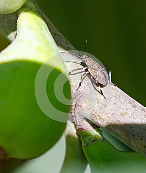 A bug is sitting on a green leaf