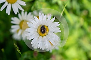 Bug on the white flower. Slovakia