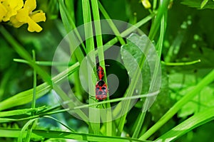 Bug-soldiers Pyrrhocoris apterus. Beetle Soldiers mating among the greenery and flowers