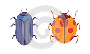 Bug Species Set, Top View of Ladybug and Scarab Beetles Insects Cartoon Vector Illustration