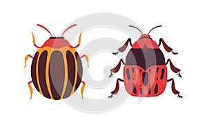 Bug Species Set, Top View of Redbug and Colorado Insects Cartoon Vector Illustration photo