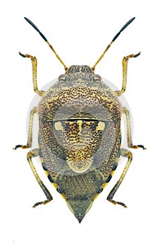 Bug Stagonomus amoenus