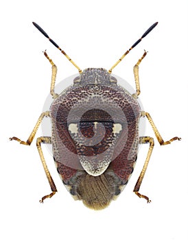 Bug Stagonomus amoenus