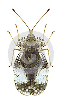 Bug Stephanitis pyri