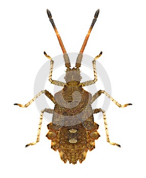 Bug Syromastus rhombeus larva