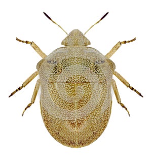 Bug Tarisa virescens
