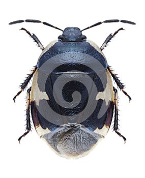 Bug Tritomegas sexmaculatus