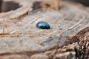 Bug on a trunk