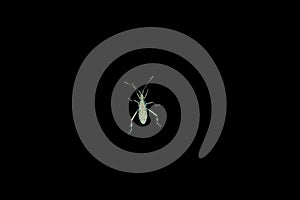 Bug under microscope on black
