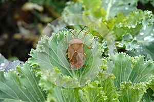 bug and vegetable