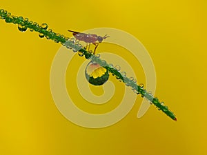 A bug is walking among dew drops stucked on the grass