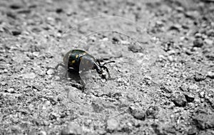 Bug walking on the road. Slovakia