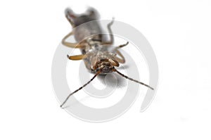 Bug  on a white background.Insect isolated on a white background