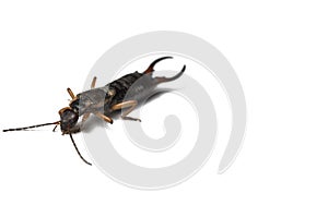 Bug  on a white background.Insect isolated on a white background