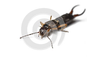 Bug  on a white background.Insect isolated on a white background