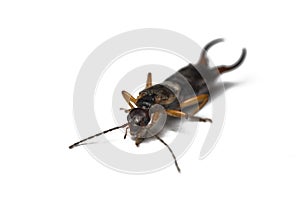Bug  on a white background.Insect isolated on a white background photo