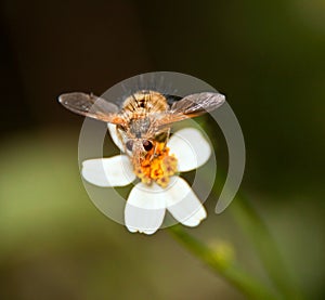 Bug on white and yellow flower