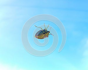 Bug on window. Green shield bug on a window pane glass.