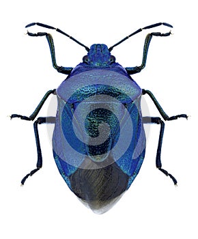 Bug Zicrona caerulea