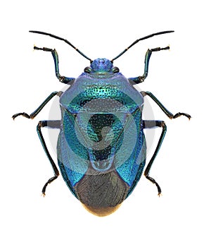 Bug Zicrona caerulea